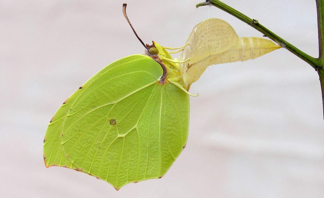 Gonepteryx cleopatra (ciclo vitale)